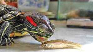 Kako nahraniti rdečo želvo